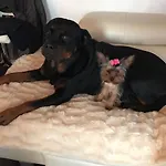 Amorino