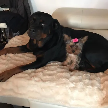 Amorino