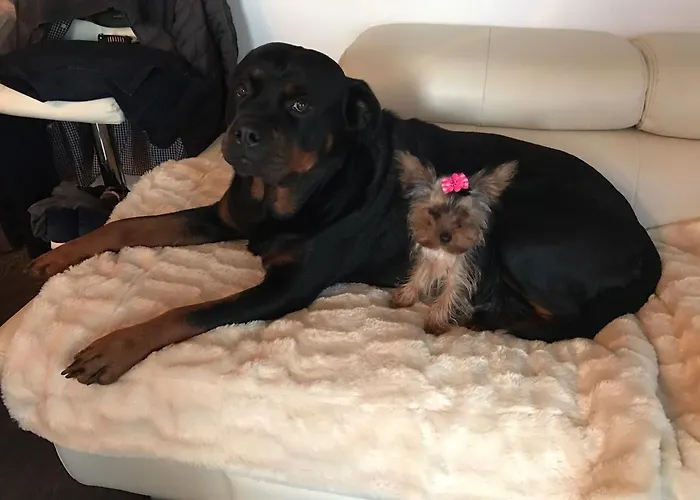 Amorino